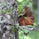 Red Squirrel  screen for extension Chrome web store in OffiDocs Chromium