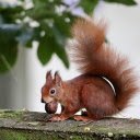 Red squirrel eats nuts  screen for extension Chrome web store in OffiDocs Chromium
