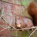 Red Squirrel on the Red Wall  screen for extension Chrome web store in OffiDocs Chromium