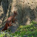 Red Squirrel Under the Big Tree  screen for extension Chrome web store in OffiDocs Chromium