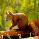 Red Squirrel with a Fluffy Tail  screen for extension Chrome web store in OffiDocs Chromium
