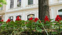 Free download Red Street Flower -  free video to be edited with OpenShot online video editor