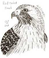 Free download Red-Tailed Hawk free photo or picture to be edited with GIMP online image editor
