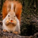 Red tailed squirrel  screen for extension Chrome web store in OffiDocs Chromium