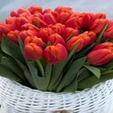 Red tulip bouquet wallpaper  screen for extension Chrome web store in OffiDocs Chromium