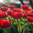 red tulips wallpaper  screen for extension Chrome web store in OffiDocs Chromium