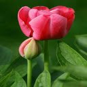 Red Tulip Wallpaper  screen for extension Chrome web store in OffiDocs Chromium