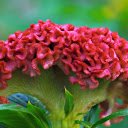 Red velvet cockscomb flower  screen for extension Chrome web store in OffiDocs Chromium