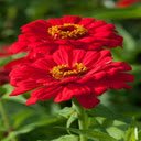 Red Zinnia Flower Wallpaper  screen for extension Chrome web store in OffiDocs Chromium