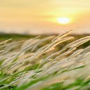 Reed flower wallpaper  screen for extension Chrome web store in OffiDocs Chromium