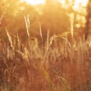 Reed grows  screen for extension Chrome web store in OffiDocs Chromium
