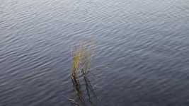 Free download Reed Pond Water -  free video to be edited with OpenShot online video editor
