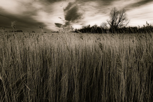 जीआईएमपी मुफ्त ऑनलाइन छवि संपादक के साथ संपादित करने के लिए नि: शुल्क डाउनलोड नरकट बादल घने पेड़ प्रकृति मुक्त तस्वीर