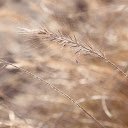 Reeds flowers  screen for extension Chrome web store in OffiDocs Chromium
