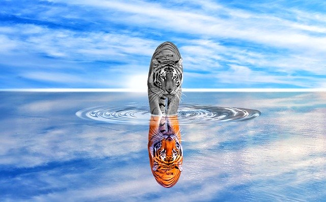 Bezpłatne pobieranie odzwierciedla tygrysa ju radość wody niebo darmowe zdjęcie do edycji za pomocą bezpłatnego internetowego edytora obrazów GIMP