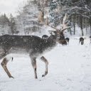 Reindeer  screen for extension Chrome web store in OffiDocs Chromium