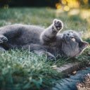 Relaxing Cat Theme  screen for extension Chrome web store in OffiDocs Chromium