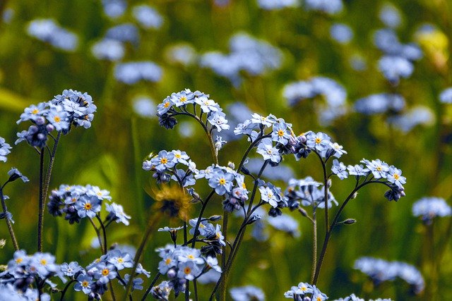 Free download remember me wildflowers spring free picture to be edited with GIMP free online image editor