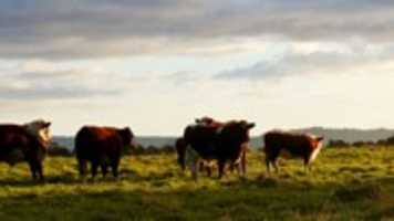Free download Remesis: Australian Beef Cuts, Australian Beef Suppliers free photo or picture to be edited with GIMP online image editor