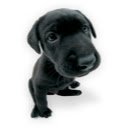 Replace Politics with this puppy  screen for extension Chrome web store in OffiDocs Chromium