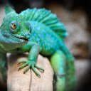 Reptile  screen for extension Chrome web store in OffiDocs Chromium