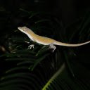 Reptiles at night  screen for extension Chrome web store in OffiDocs Chromium