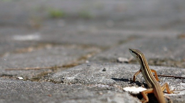 Bezpłatne pobieranie Reptiles Lizard - bezpłatne zdjęcie lub obraz do edycji za pomocą internetowego edytora obrazów GIMP