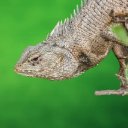 REPTILES Theme  screen for extension Chrome web store in OffiDocs Chromium