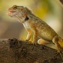 Reptile with sharp scales  screen for extension Chrome web store in OffiDocs Chromium