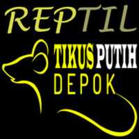 Free download REPTIL free photo or picture to be edited with GIMP online image editor