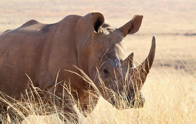 Free download rhino big 5 rhinoceros nature free picture to be edited with GIMP free online image editor