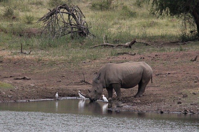 Free download rhinoceros african white rhino free picture to be edited with GIMP free online image editor