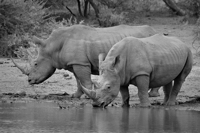 Free download rhinoceros black and white free picture to be edited with GIMP free online image editor