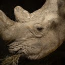 rhino horn  screen for extension Chrome web store in OffiDocs Chromium