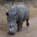 Rhino in the grass field  screen for extension Chrome web store in OffiDocs Chromium