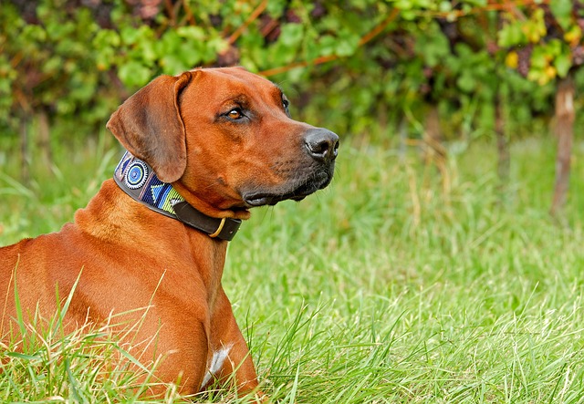 הורדה חינם של כלב רודזיאן רידג'בק כלב גזעי תמונה חינם לעריכה עם עורך תמונות מקוון בחינם של GIMP
