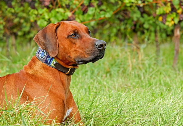 Muat turun percuma gambar percuma anjing rhodesian ridgeback anjing tulen untuk diedit dengan editor imej dalam talian percuma GIMP