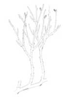Free download Rhynia Reconstruction free photo or picture to be edited with GIMP online image editor
