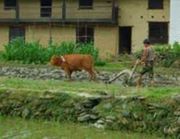 ດາວ​ໂຫຼດ​ຟຣີ Rice Farmer ໃນ​ປະ​ເທດ​ຈີນ​ຟຣີ​ຮູບ​ພາບ​ຫຼື​ຮູບ​ພາບ​ທີ່​ຈະ​ໄດ້​ຮັບ​ການ​ແກ້​ໄຂ​ກັບ GIMP ອອນ​ໄລ​ນ​໌​ບັນ​ນາ​ທິ​ການ​ຮູບ​ພາບ​