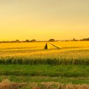Rice fields ripen in the sun  screen for extension Chrome web store in OffiDocs Chromium