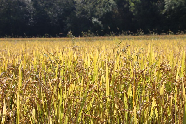 김프 무료 온라인 이미지 편집기로 편집할 수 있는 논 ch 풍경 쌀 무료 사진 무료 다운로드