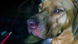 Free download Ridgeback Incense Burning -  free video to be edited with OpenShot online video editor