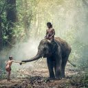 Riding an elephant in the forest  screen for extension Chrome web store in OffiDocs Chromium