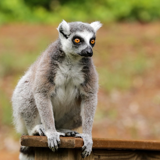 Scarica gratuitamente l'immagine gratuita del lemure dalla coda ad anelli lemure catta da modificare con l'editor di immagini online gratuito GIMP