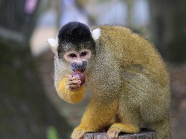 הורדה חינם של גן החיות Primate Lemur Ring-tailed - תמונה או תמונה בחינם לעריכה עם עורך התמונות המקוון GIMP