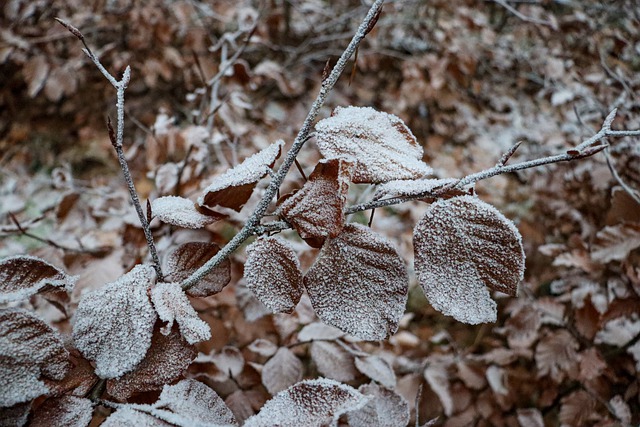 Descărcare gratuită poză de iarnă cu frunze de fag coapte pentru a fi editată cu editorul de imagini online gratuit GIMP