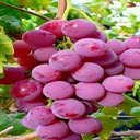 Ripe bunch of red grapes wallpaper  screen for extension Chrome web store in OffiDocs Chromium