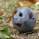 Ripe fruit and ants  screen for extension Chrome web store in OffiDocs Chromium