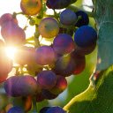 Ripe grapes  screen for extension Chrome web store in OffiDocs Chromium