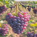 Ripe Grapes Wallpaper  screen for extension Chrome web store in OffiDocs Chromium
